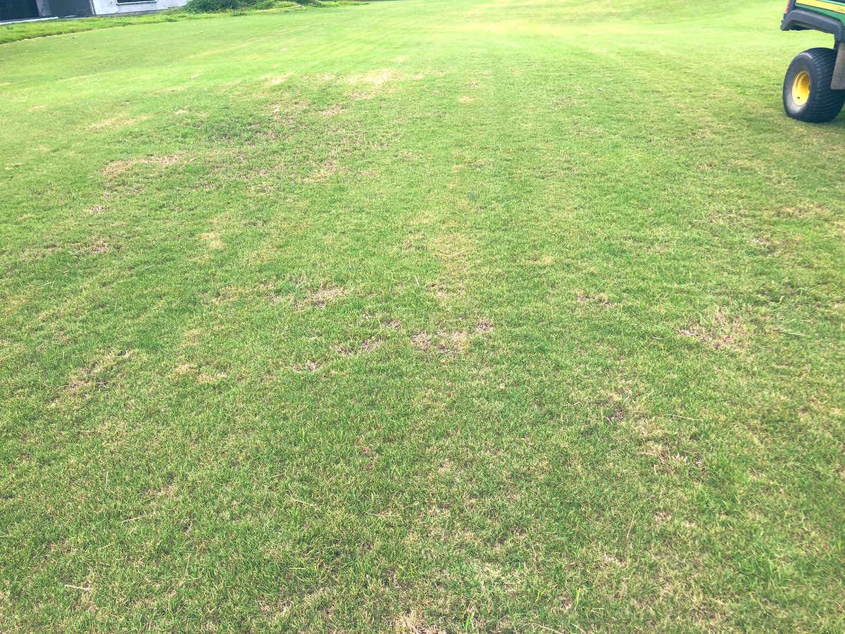 Campbell_Turf's tweet photo. MSMA + quinclorac 1.5L @PrimeSourceLLC doing work on some dallisgrass! Pics not all in the same exact spot but same results across the board after 2 apps. https://t.co/RwI2oGfHmY