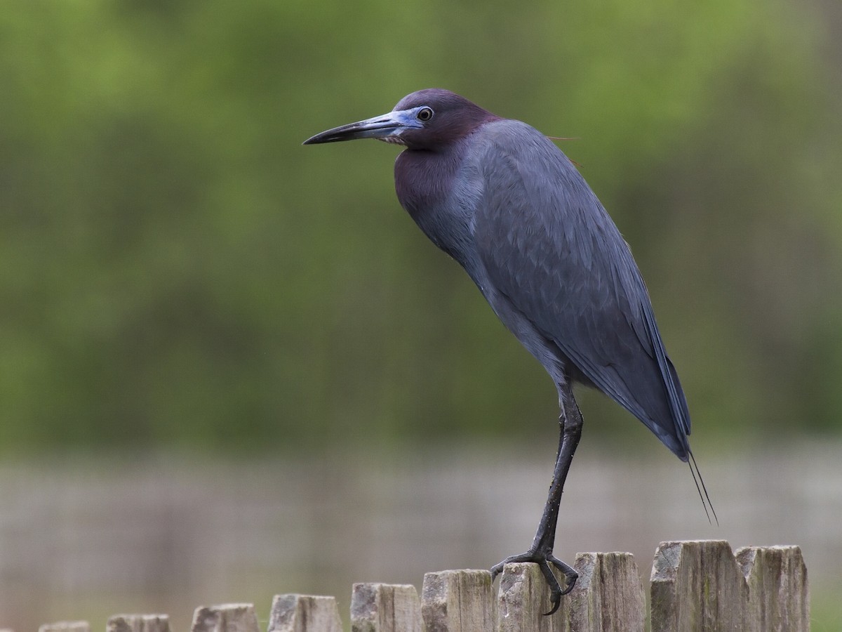 Su She: little blue heron- Imitates other herons- Often overlooked