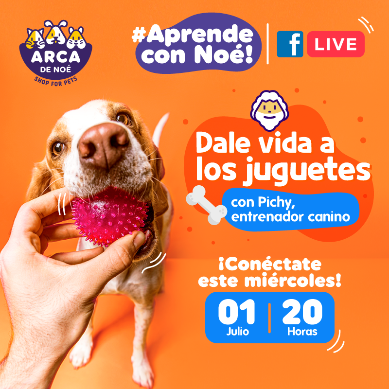 ARCADENOEGT's tweet photo. #AprendeConNoé
Jugar con tu mascota ayuda a entrenarlo, educarlo y lo hace más sociable. 🐾🐶
"Dale vida a los juguetes" será el tema impartido por Pichy entreador canino.🙋♂️
Conéctate con nosotros este 1 de julio a las 8:00 de la noche. ⏱
#ArcaDeNoé #ShopForPets https://t.co/F2WQC3oIQk