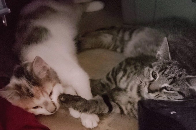 Please support my GoFundMe campaign: https://t.co/anZPiQmgfQ @gofundme #Donations #help #Kittens https://t<a href="/tag/help"class="tags"><span>#help</span></a><a href="/tag/kittens"class="tags"><span>#kittens</span></a><a href="/tag/donations"class="tags"><span>#donations</span></a>