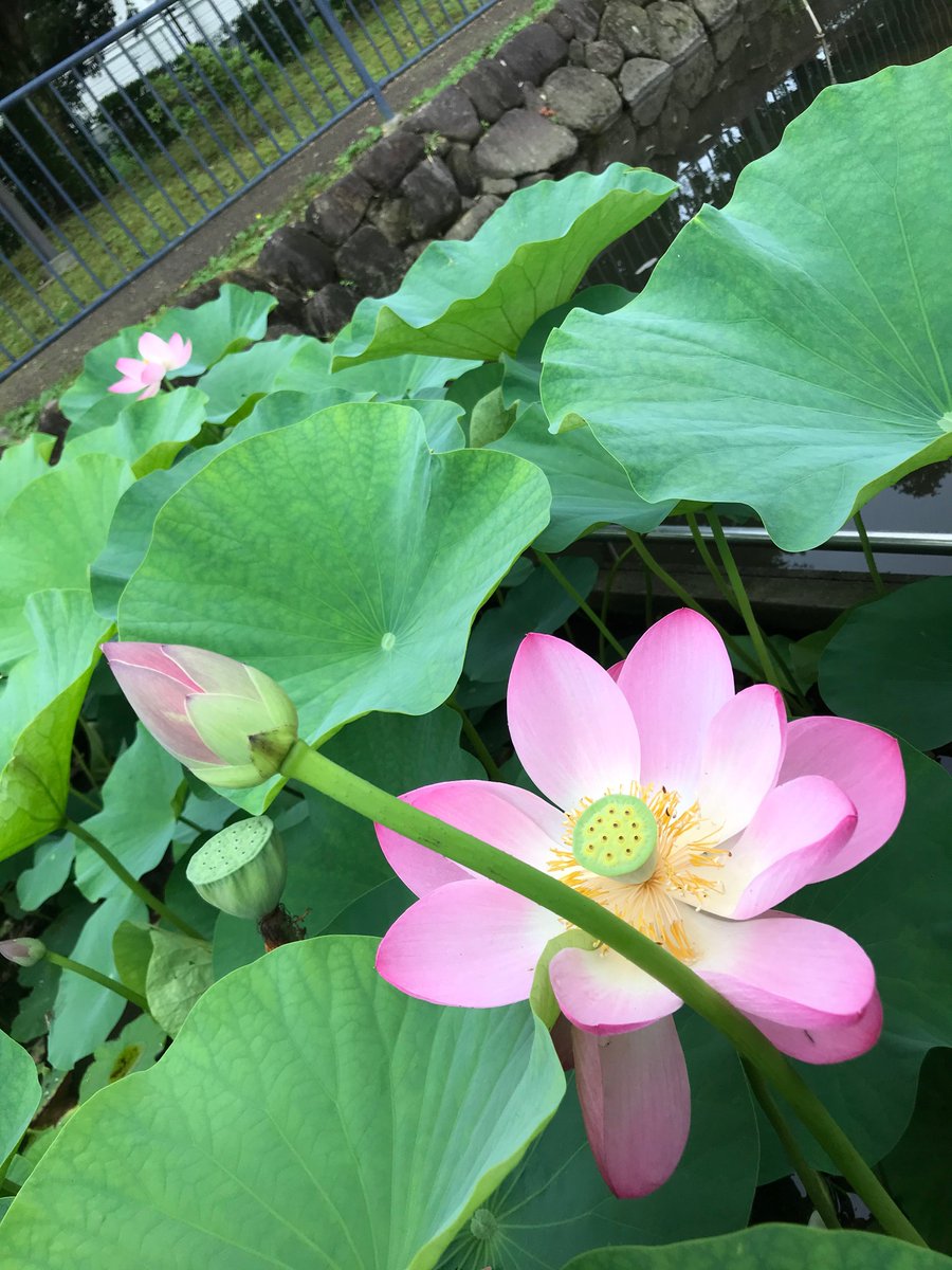 野田市関宿総合公園 على تويتر 関宿総合公園 大賀ハス 開花情報 今朝の大賀ハスです 7 1 8 00撮影 夕日が池に かれんに咲く大輪のハスを見に来て下さい ℹ 関宿総合公園の大賀ハスは 平成10年に千葉市から旧関宿町が11株を譲り受け 現在の夕日が池で