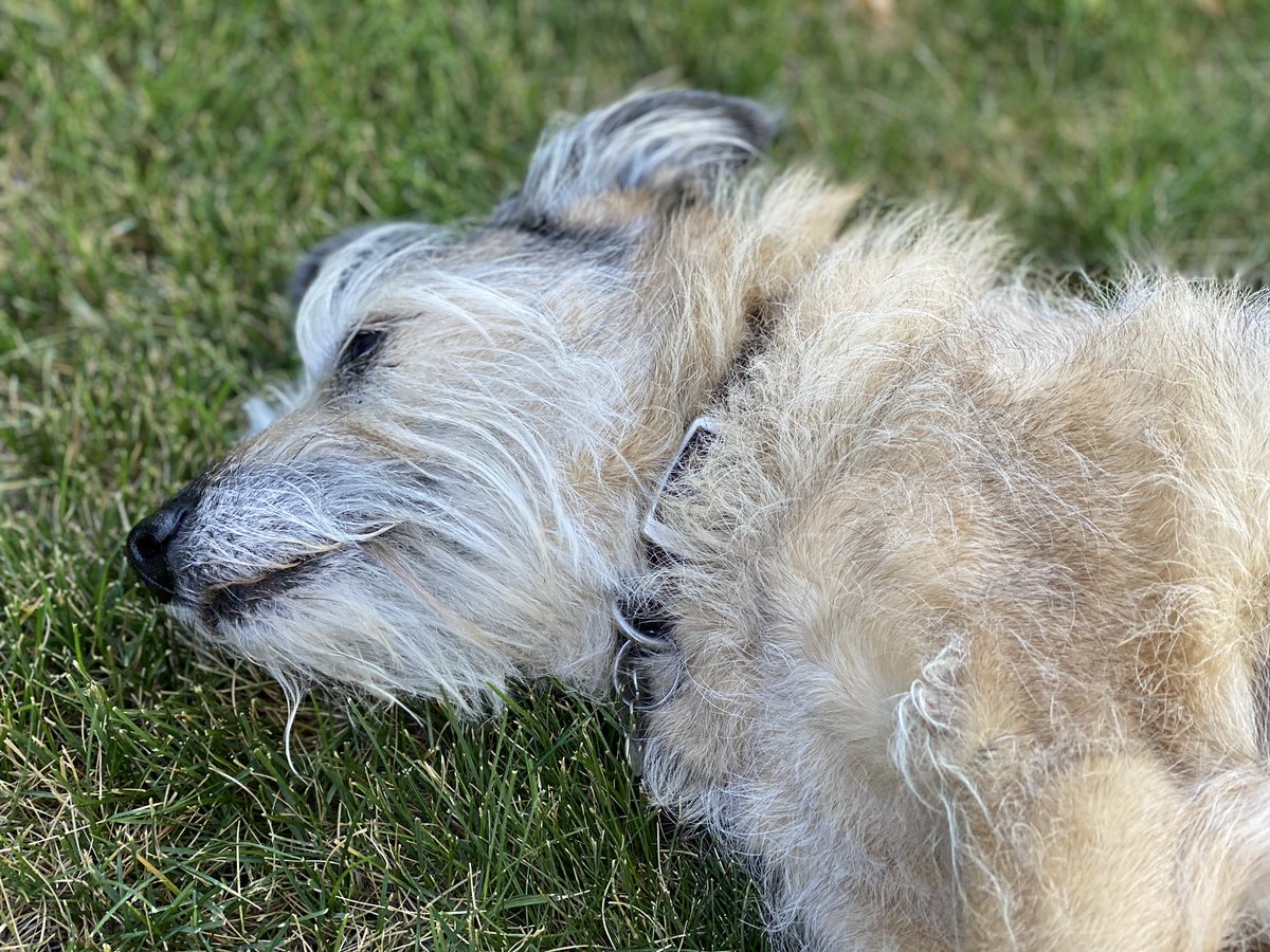 Old dog laying in grass