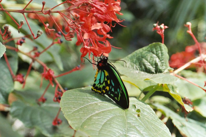 TedUrban64's tweet photo. #JunePhotoChallenge Day 30 #NYM Butterflies..... https://t.co/0wQ1VOFk7p
