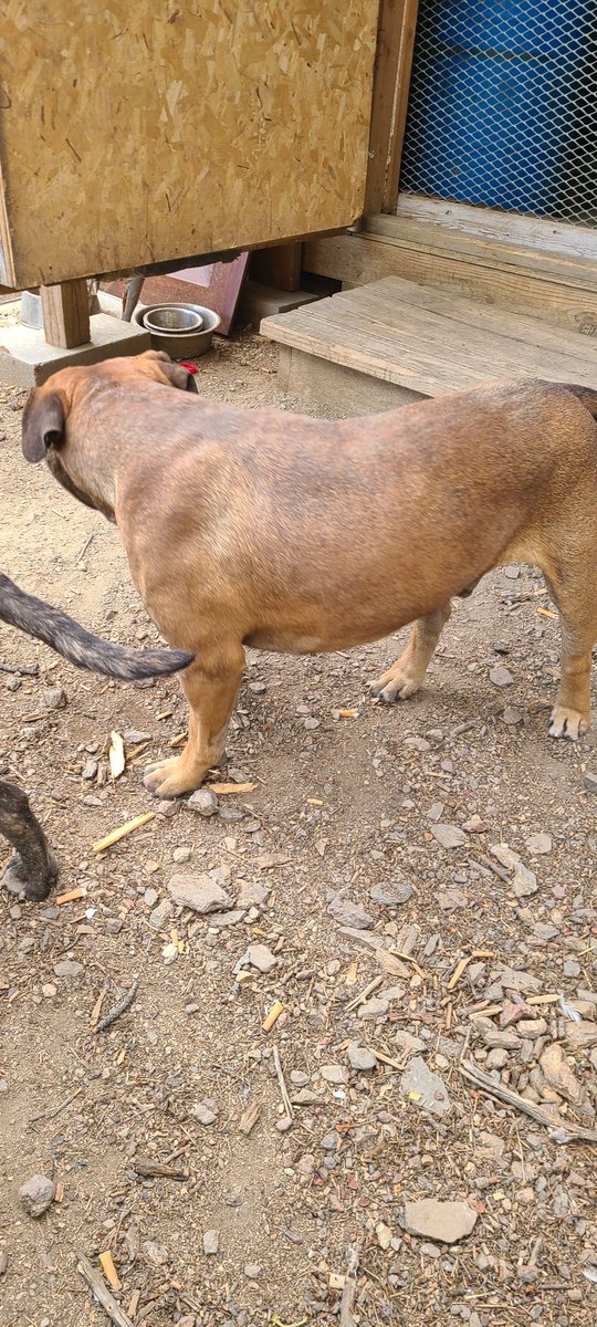 donleezyinc's tweet photo. Viggo the war dog 107 pounds https://t.co/1I6Ecqgz2w
