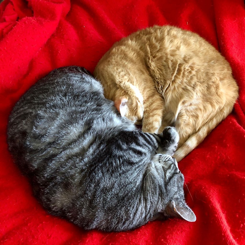 HappyPlaceGang's tweet photo. KITTY HEART - Our Cuddle Buds, Sterling & Topaz made a heart felt attempt to be as adorable as possible for Tabby Tuesday. I may be a bit biased however I think they manage a pretty good cute! Would you agree? #cutecats #cutepets #cuddlebuds #heart #lovecatsbabylovecats
- Mom https://t.co/btPG7dHkmE