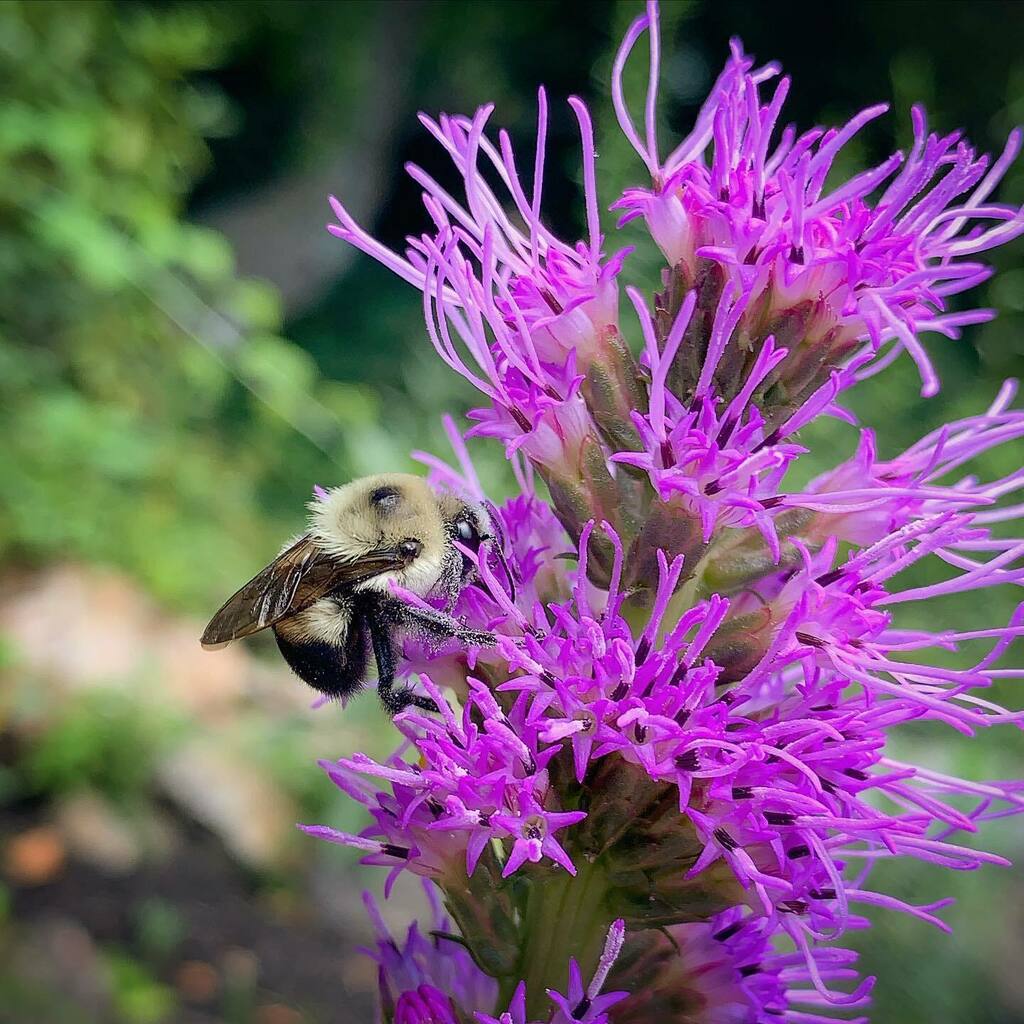 danwashburn's tweet photo. Half-black bumblebee. Bombus vagans. + Dense blazing star. Liatris spicata. 6/30/2020 https://t.co/tYU45NpkN8 https://t.co/tFSxCUuRUs