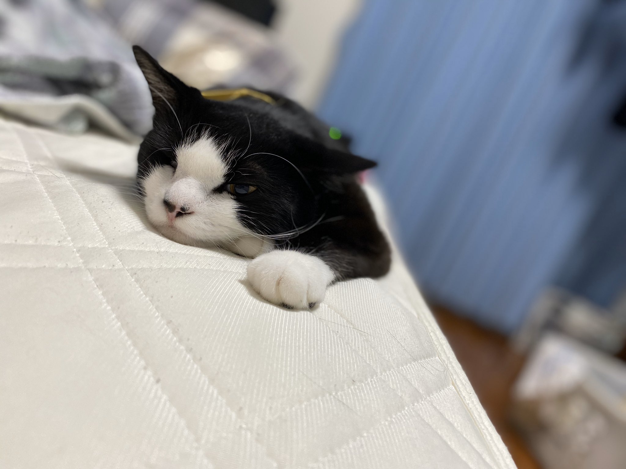 ふてくされ猫 Twitter Search Twitter