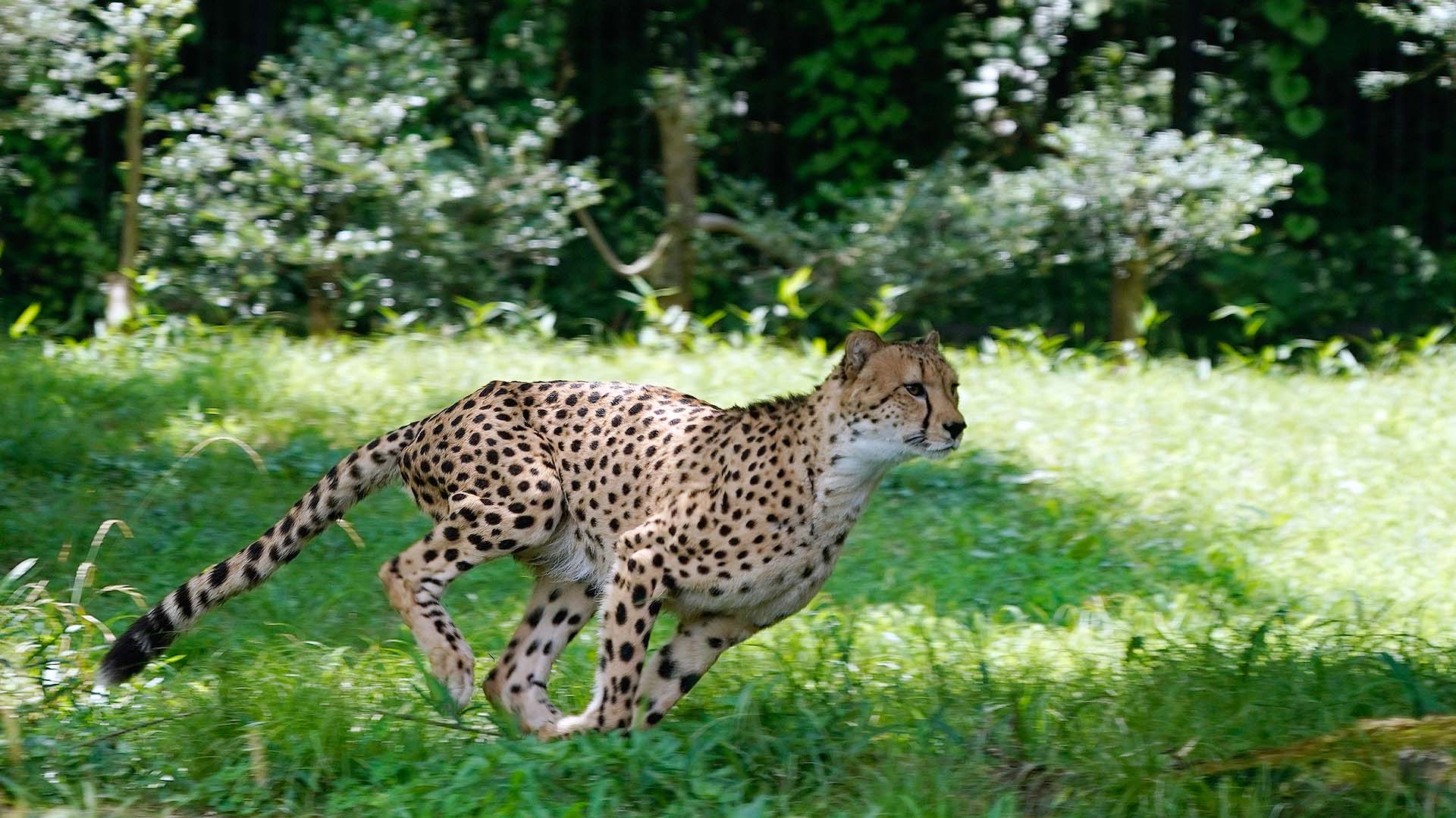 トラなお チーターが走る姿は やっぱカッコイイ 多摩動物公園 チーター Cheetah T Co 8meawjrzae Twitter
