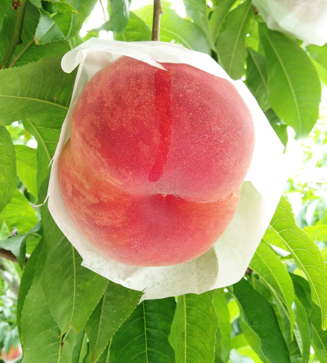 桃狩り