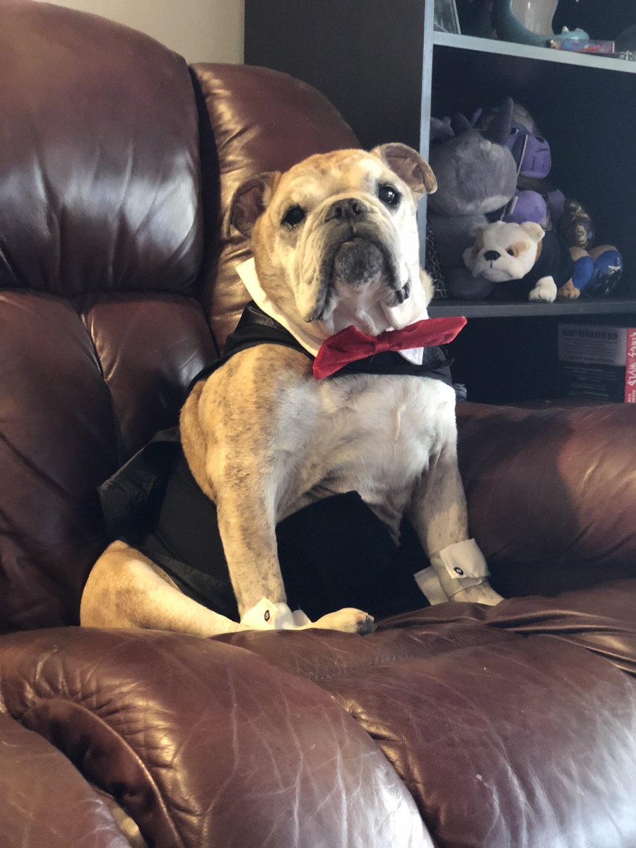 OvietheBulldog's tweet photo. #JoyProm2020 Zoom Style!! @joypromlasvegas https://t.co/yfGvSSx31K