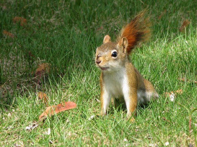Squirrel