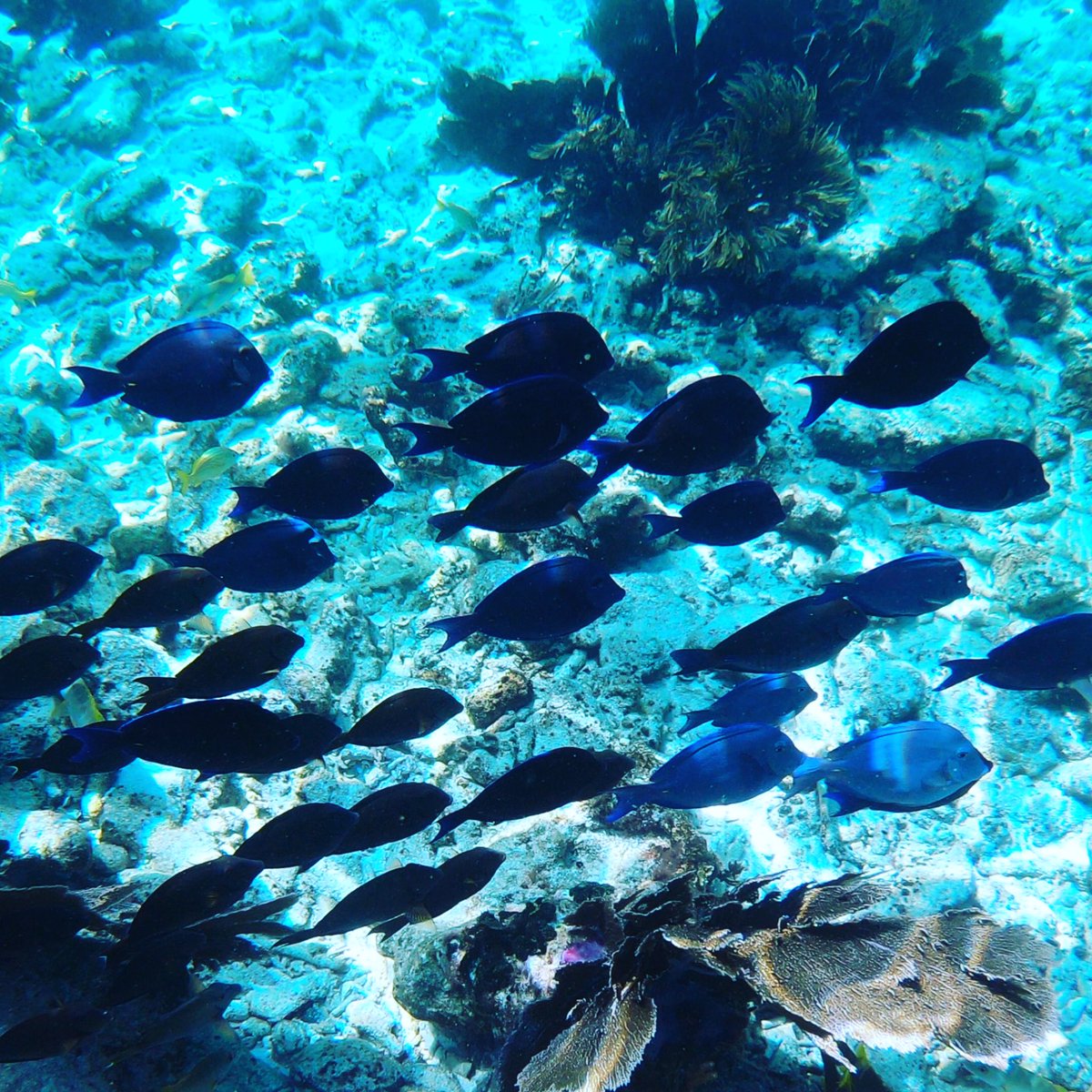 Great week for snorkeling! Call us to book a trip #wilddolphinboat #alligatorreef