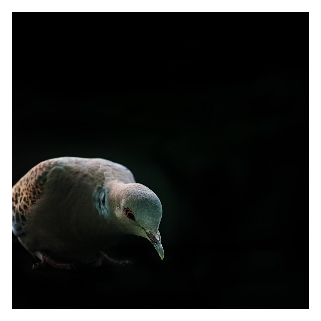 JavierVillarRu9's tweet photo. The dove visiting our terrace during covid nights.
#sigma #foveon #sigmacamera #sigmaproject #SigmaLive https://t.co/kLjXBlkjGV