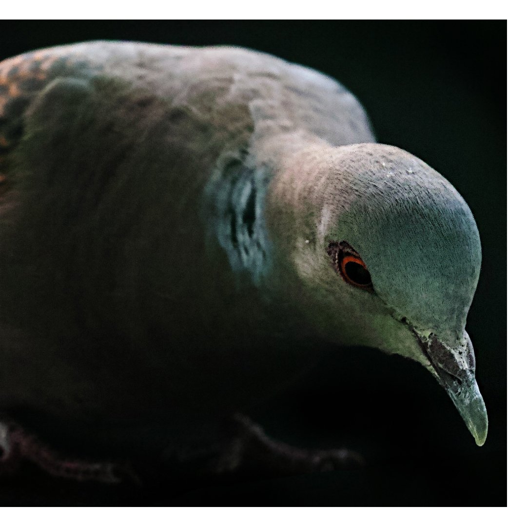 JavierVillarRu9's tweet photo. The dove visiting our terrace during covid nights.
#sigma #foveon #sigmacamera #sigmaproject #SigmaLive https://t.co/kLjXBlkjGV