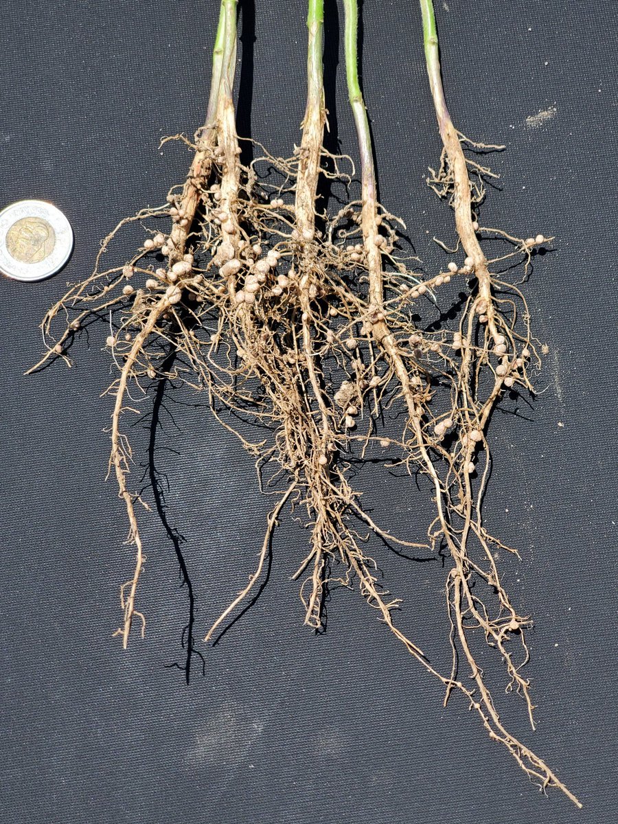 Have I mentioned I love 30" row beans. Won't be long until these rows are touching. Getting a real nice look at the benefits of #BioForgeAdvanced and #Stimulate. No crop stress + the increase % in Moly = bigger and better nodulation! Build root systems early, for a better finish!