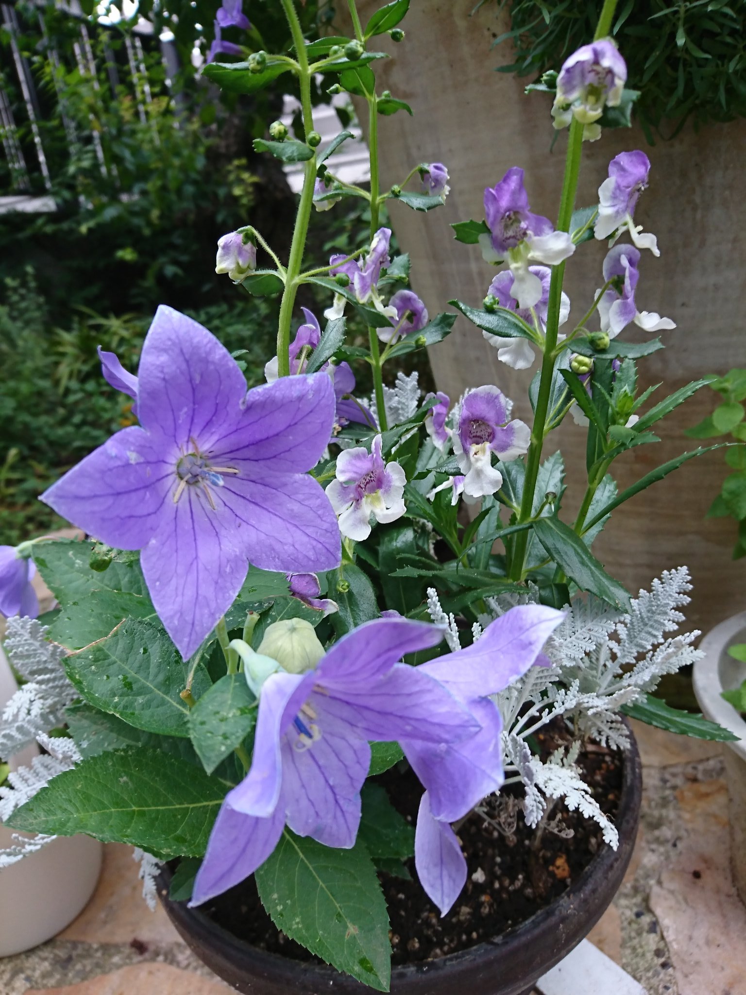 ボニス キキョウとアンゲロニアの寄せ植えに 挿し芽をして着いたシルバーレース6本も隙間に植えた キキョウは毎年咲いて優しい色の紫がほっとする 地植えすると虫が食べてしまうランタナとラミウムもハンギングにすると花も葉も綺麗な状態のまま育ち