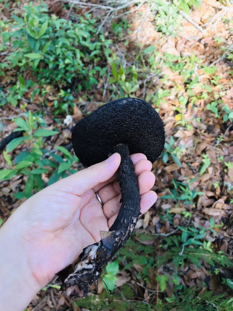 ita_______'s tweet photo. Hoy encontramos varios de estos honguis :3
Cc @Fungi_Cosas https://t.co/airEYMEfwX