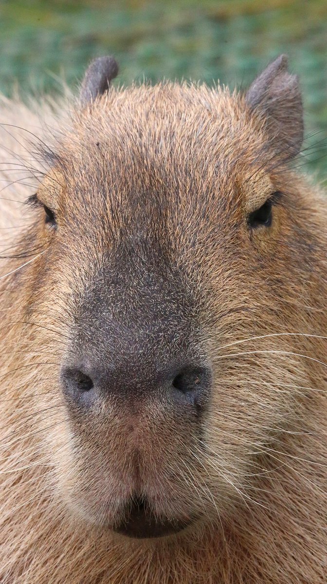 ট ইট র 富士サファリパーク公式 7月度の どうぶつ壁紙 には 癒し系動物の カピバラ や アジアゾウ ライオン などがありますよ 是非 ご利用ください 壁紙はコチラ T Co Z95fyrdidb