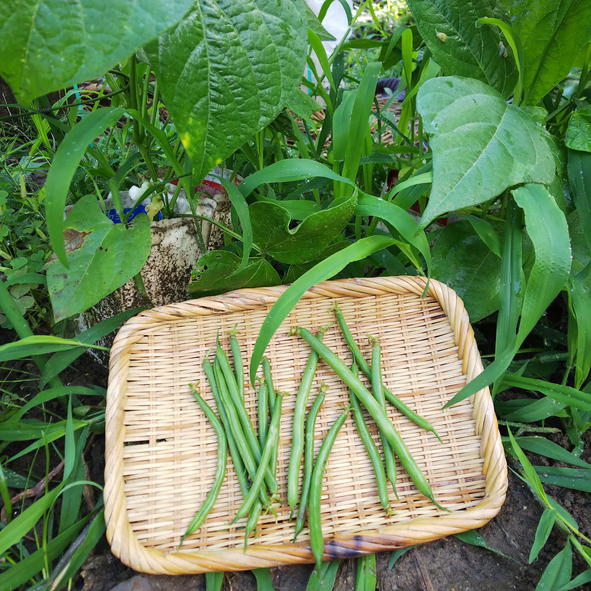 信州発 家庭菜園 Q S Natural Garden ペットボトルで害虫対策 不織布外して 今日からコレ ちょっとした実験 つるなしインゲン 初みどり2号 インゲン インゲン豆 家庭菜園 長野 清水種苗 害虫対策 ネキリムシ対策 ペットボトル