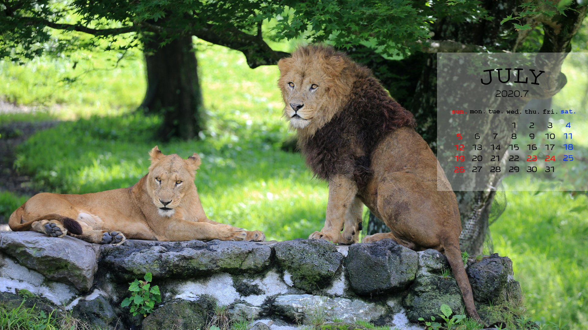 富士サファリパーク公式 7月度の どうぶつ壁紙 には 癒し系動物の カピバラ や アジアゾウ ライオン などがありますよ 是非 ご利用ください 壁紙はコチラ T Co Z95fyrdidb T Co Gcxogmcg4b Twitter