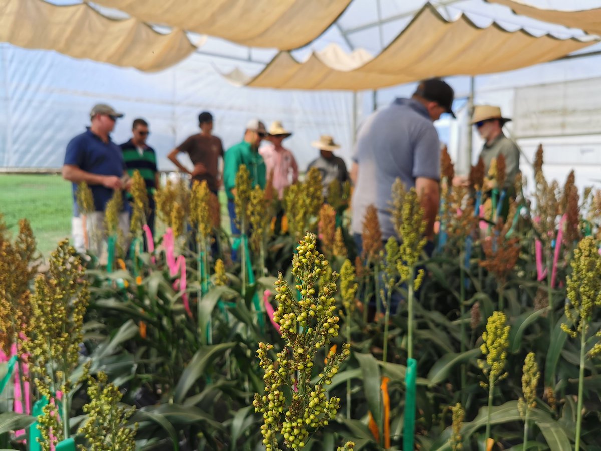 GRDC’s Future Strategy for Sorghum Pre-Breeding webinar this Friday (3/7/20) at 9:30am, limit of 100 attendees so make sure you register prior. More details via grf.org.au.
GRDC have prepared a Sorghum Pre-Breeding Position Statement which is available on GRFL site.