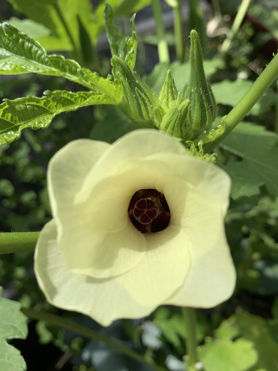 Anh Tu Quach (@quach2) on Twitter photo <a href="/kathytpham/">Kathy Pham</a> I managed to grow and harvest Early Jersey Wakefield cabbage and Clemson spineless okra in my greenhouse. Planted these heirlooms from seed in April. Garden inspires hubby to cook his umami-full Vietnamese saladš <a href="/kathytpham/">Kathy Pham</a> I managed to grow and harvest Early Jersey Wakefield cabbage and Clemson spineless okra in my greenhouse. Planted these heirlooms from seed in April. Garden inspires hubby to cook his umami-full Vietnamese saladš