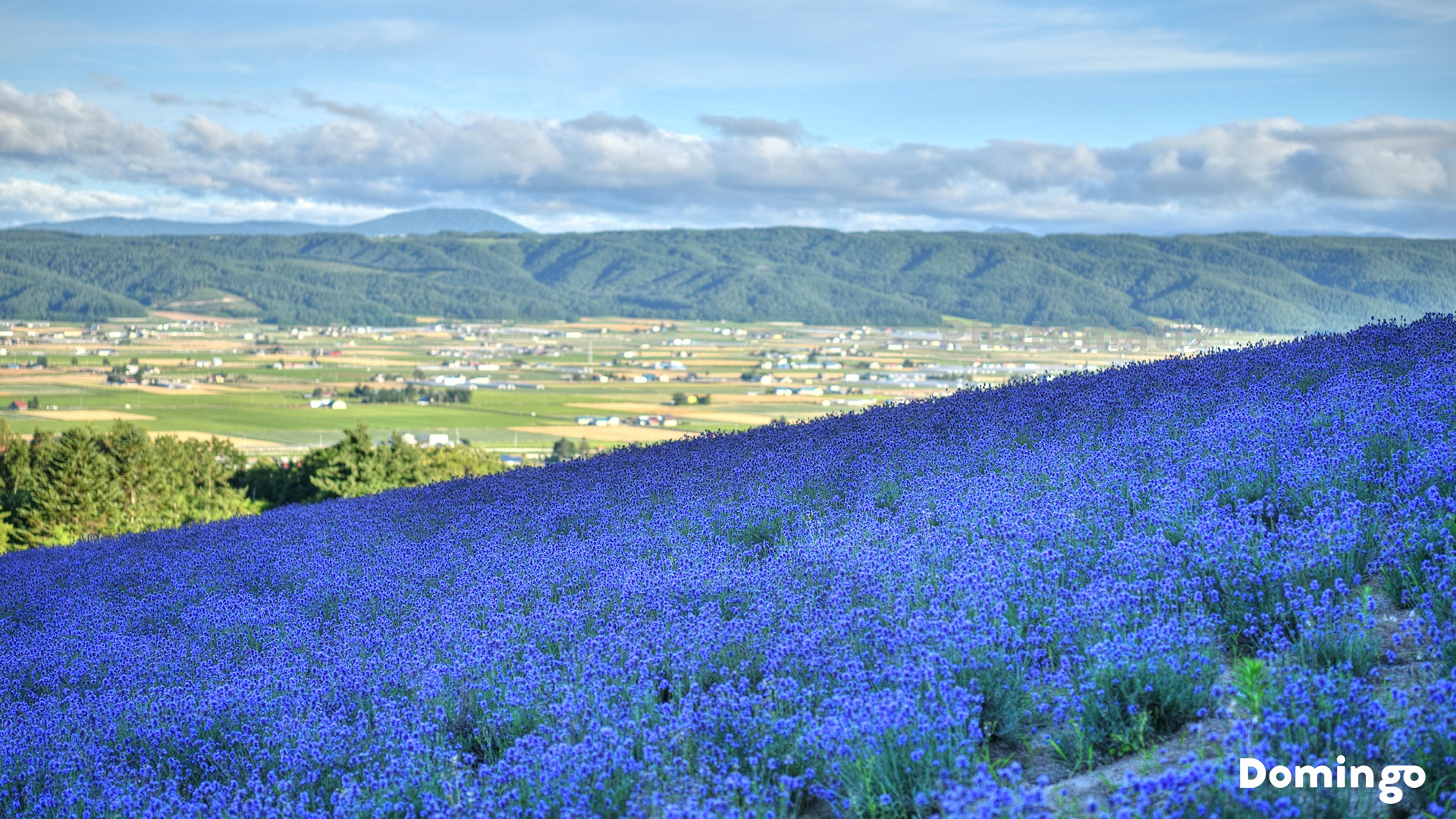 Domingo 公式 市町村公認 北海道の情報メディア 北海道の バーチャル背景 ご紹介 いつもの風景が絵になる町 中富良野町 彩香の里 ではこれからの時期 紫色に染まる一面のラベンダー畑を眺められます オンライン会議やパソコンの壁紙に