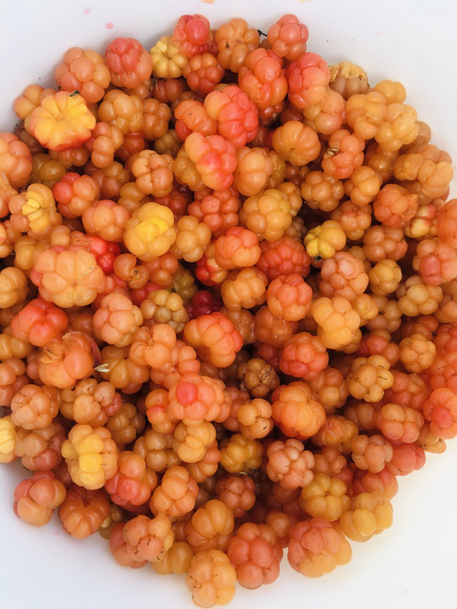 Nyt ne alkaa kypsyä. Iskee hillahulluus😂 Aamulla uudestaan #hilla #lakka #luonto #herkku #marja