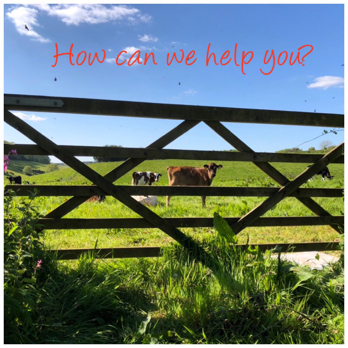 farmandfields's tweet photo. •THE WAY WE WORK• In practical terms, it all starts with a conversation. No one knows your business better than you do, so our first job is to listen so we get to understand what you do &amp; most importantly, what you want to do in the future #marketing #growyourbusiness https://t.co/5ybweyyAeu