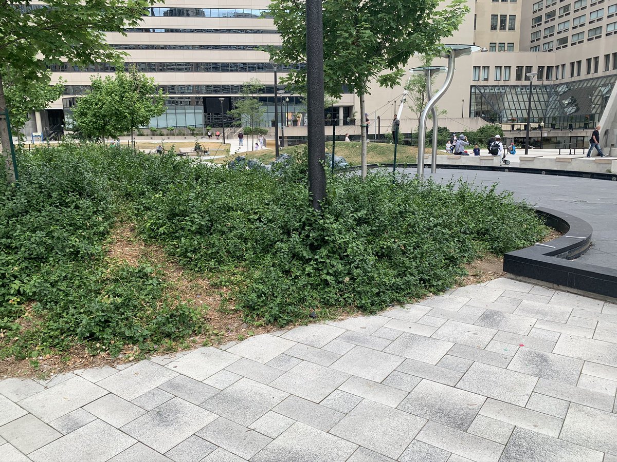 The most interesting space in the park is this mound, which is clearly not intended to be walked on. People are walking there anyway. 6/