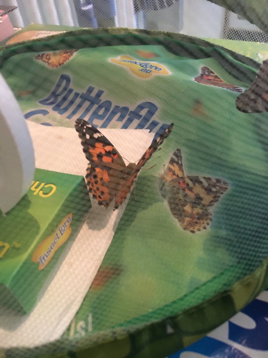 CharlieLens1's tweet photo. Exciting times! 🦋 Waiting for the other three now and hoping to catch it on camera! @MrsGoodwin16 @MissHughes_FSH @MissStead3 https://t.co/jnUGIYPp3u