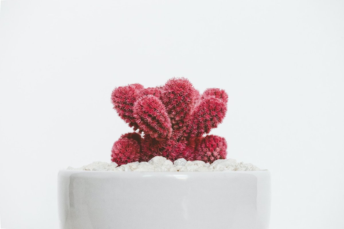 BotanicalsDaily tweet picture