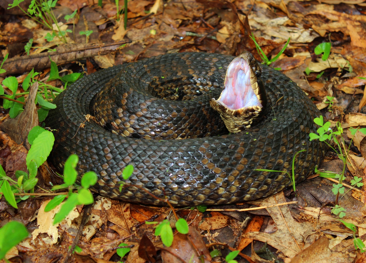 Водяной щитомордник (Agkistrodon piscivorus)
