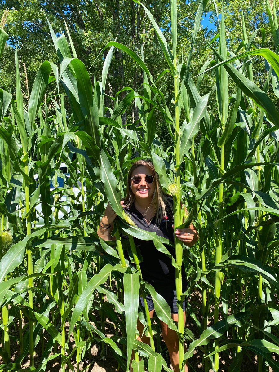 <a href="/PRIDESEEDS/">PRIDE Seeds</a> A5432 G2 is an early variety that can be used for corn silage/ grain is progressing well in Addison, Ontario. #PRIDEinMyField