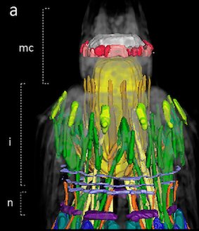 So happy to now officially being part of the Scalidophora gang: Beautiful reconstructions on conserved nervous system and more variable musculature in Kinorhyncha (mud dragons) by Herranz et al. doi.org/10.1007/s13127…. @mariaherranz @BIO_UCPH M.V.Sørensen T. Park B.S.Leander