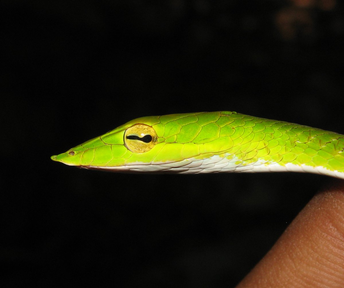 JB_Publishing's tweet photo. #SnakeDay It's World Snake Day! This is the Green Vine Snake, (Photo by Kanishka Ukuwela). Taken from 'A Naturalist's Guide to Reptiles of Sri Lanka' by Anslem de Silva & Kanishka Ukuwela
#snakes #GreenVineSnake #snakebook #srilankansnakes #reptiles #SRILANKA #WorldSnakeDay https://t.co/I7ZoAtA50b