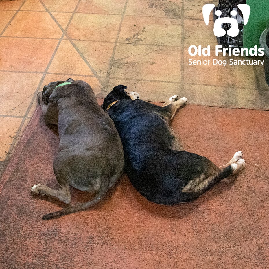 oldfriendssds's tweet photo. Tank and Tippy enjoying a relaxing day together.
#ofsds #ofsdstank #ofsdstippy #seniordogs #chillin' https://t.co/vCA5qBYC9f