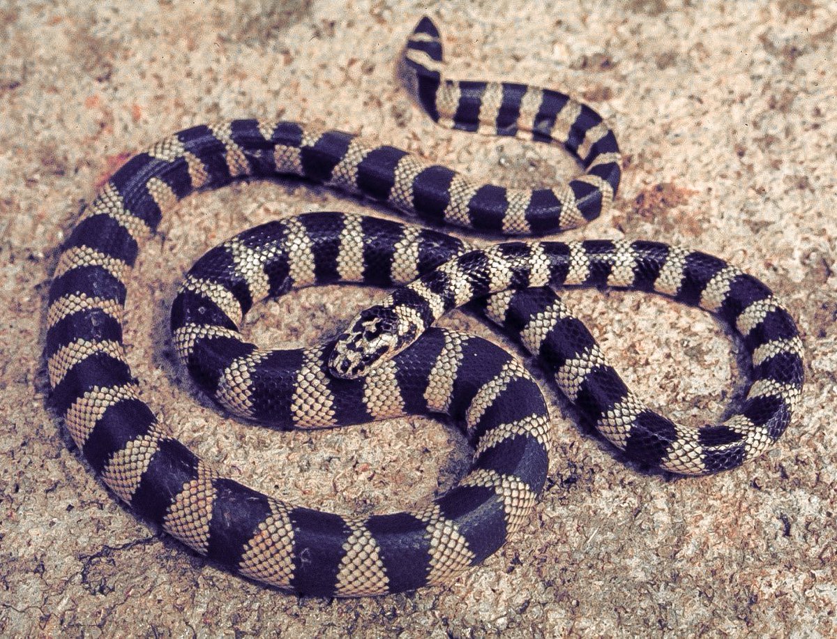 JB_Publishing's tweet photo. #SnakeDay It's World Snake Day! This is the Black-banded Robust Sea Snake (Photo by Harold Vois). Taken from 'A Naturalist's Guide to Snakes of Australia' by Scott & Tyese Eipper
#snakes #seasnake #australiansnakes #snakebook #reptiles #Australia #WorldSnakeDay @ausgeo https://t.co/14KvD38i4H