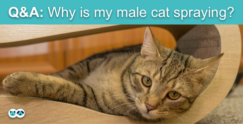 HealthCare_Pets's tweet photo. #AskTheVet: Why is my male cat #spraying?

Learn more with Dr. Ryan Llera: https://t.co/jAliuYmS5w
.
.
.
.
#CatSpraying #MaleCat #CatUrinary #CatHealth #FelineHealth #CatBehavior #FelineBehavior #CatBehaviour #FelineBehaviour https://t.co/SZWA1664RJ