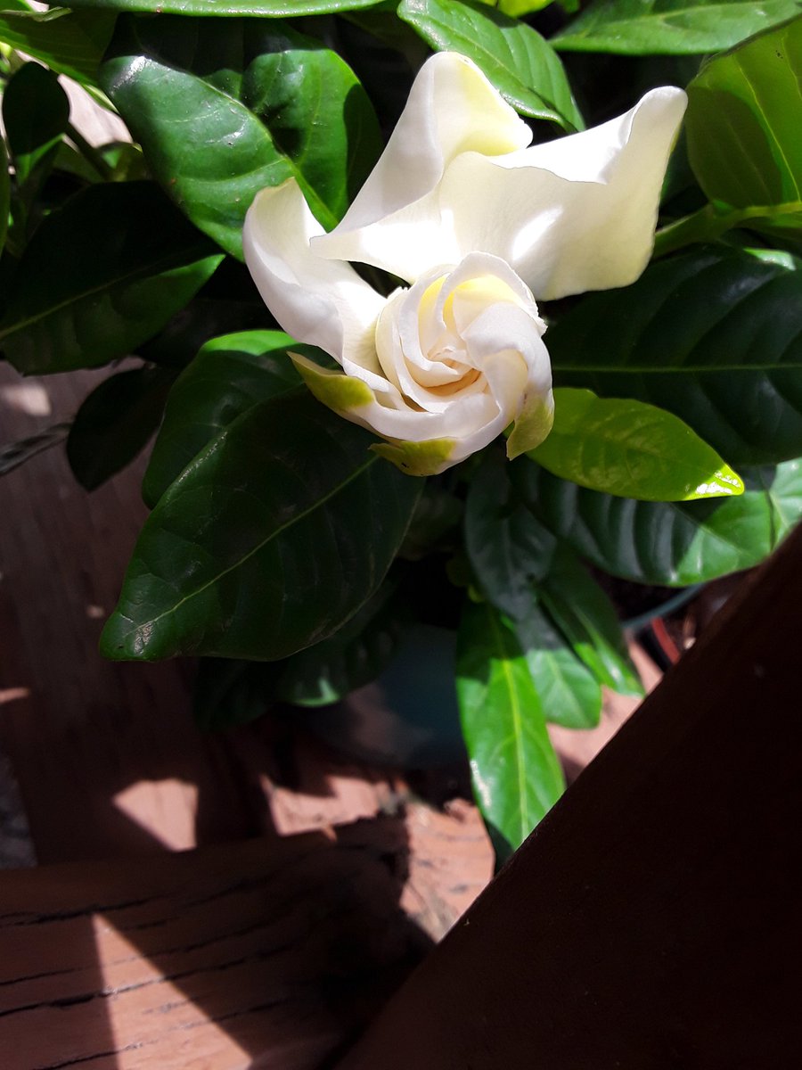 Tempted to move to the south just so I don't have to keep gardenias in containers
