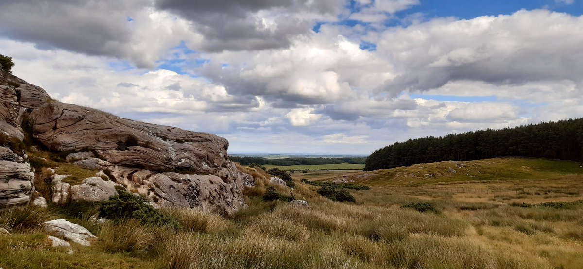 Day 1) Belford to Wooler:After lighting candles in St Mary's church for departed friends, I followed St Cuthbert's Way with views over Lindisfarne. Fields were ripe with crops; verges drooped with foxgloves; a yellowhammer sang languorously in a Hawthorne.