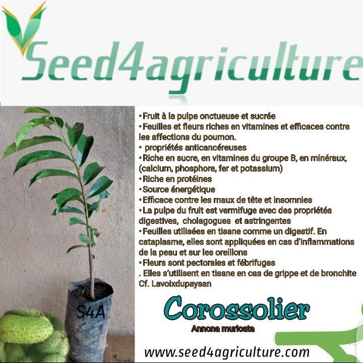 Découvrez les vertus du #Corossolier et profitez des tarifs réduits en commandant vos #plants maintenant. #seed #seeling #semence #fruit  facebook.com/66099573100136… seed4agriculture.com