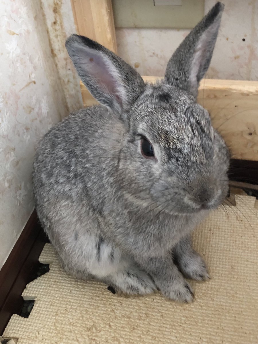 うさぎ里親募集 仕事の関係でお返事遅れます Vxddjrx6oeb9mdg Twitter