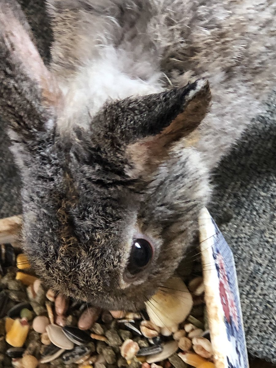 うさぎ里親募集 仕事の関係でお返事遅れます Vxddjrx6oeb9mdg Twitter