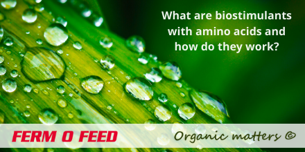 fermofeed's tweet photo. 🔎 Why are amino acids essential for all crops?

🧐 How can biostimulants contribute to a successful harvest?

👉 Read everything about biostimulants based on amino acids: https://t.co/xdRYobL8eY https://t.co/9jqf2RF7qm