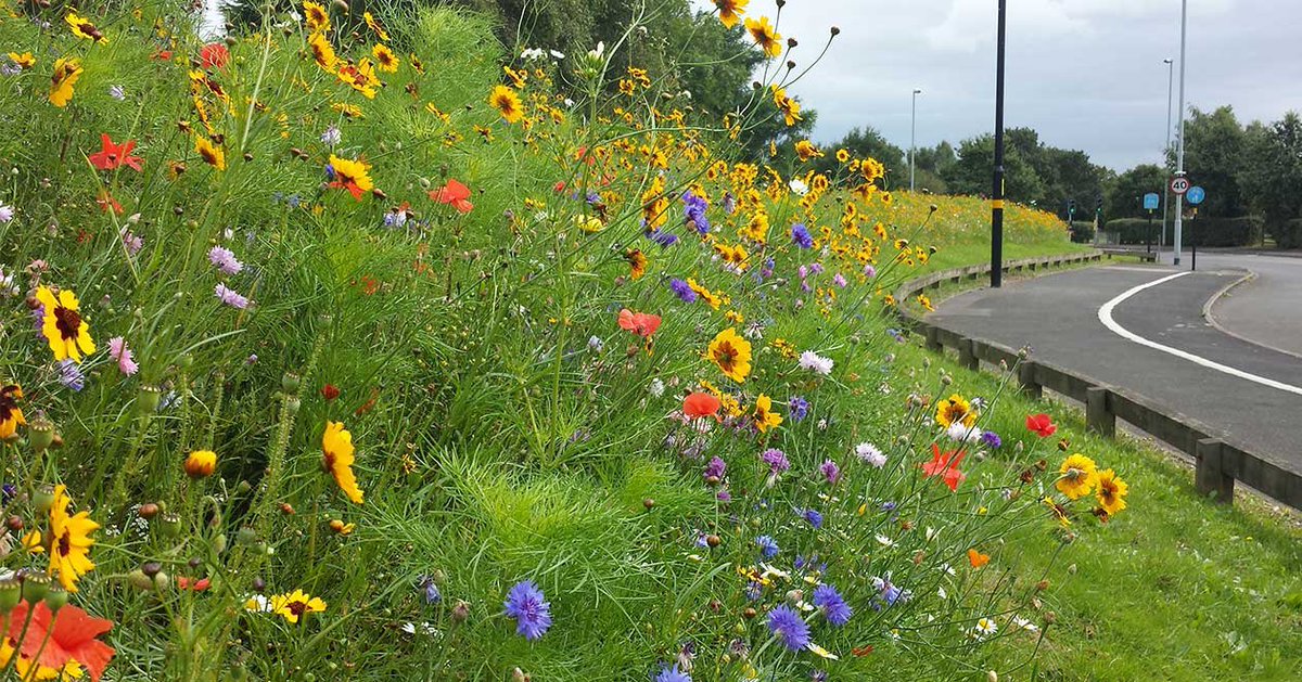 I need your help. I’m trying to convince my local community we need wildflowers and not short grass verges. We have come up against quite a lot of resistance which has shocked me. Please can anyone send me links to good articles to why this is a must, thank you!🐝🌼🌸🐝🐝🐝