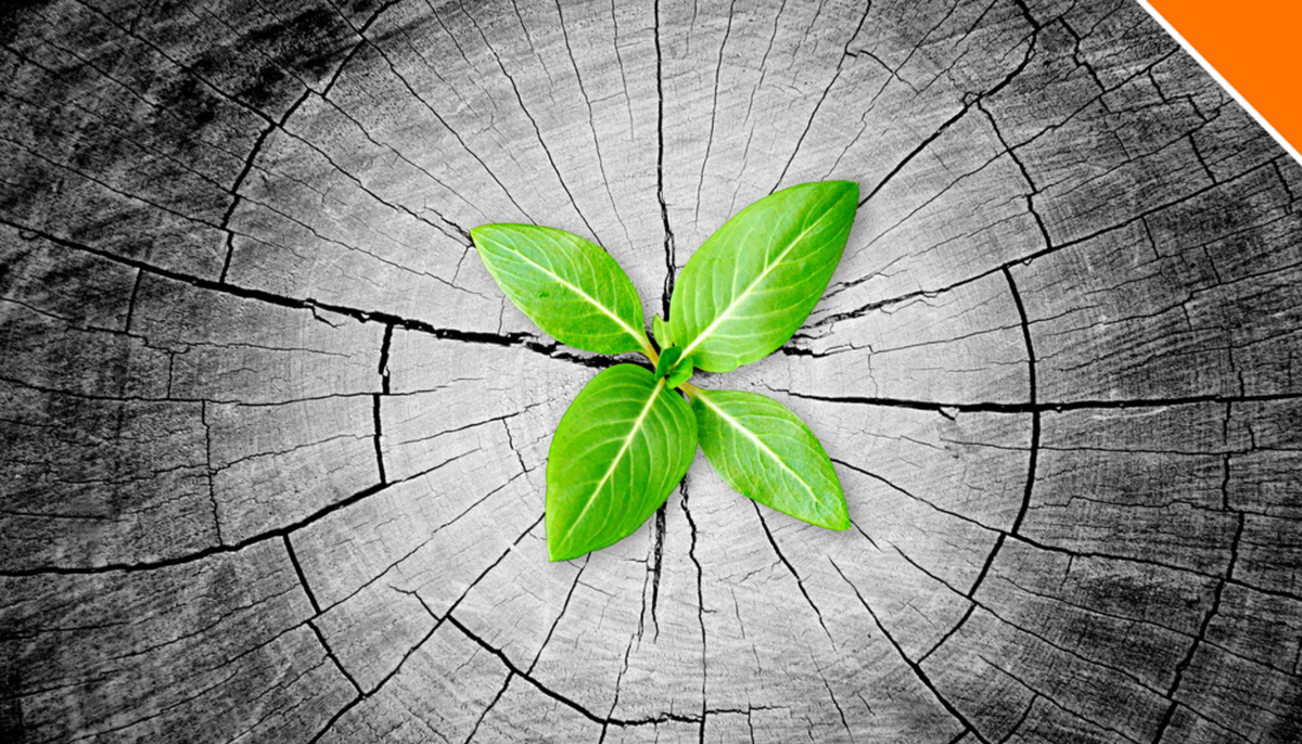 REPL_Group's tweet photo. We can’t wait to work with our biggest retailers to take their current @BlueYonder WMS Dispatcher and regenerate it to optimise and strengthen their #supplychain systems to ensure reliability, support growth &amp; expand opportunities 🌱

#retail #logistics #retailtech #warehouse https://t.co/n3EefuLAnY
