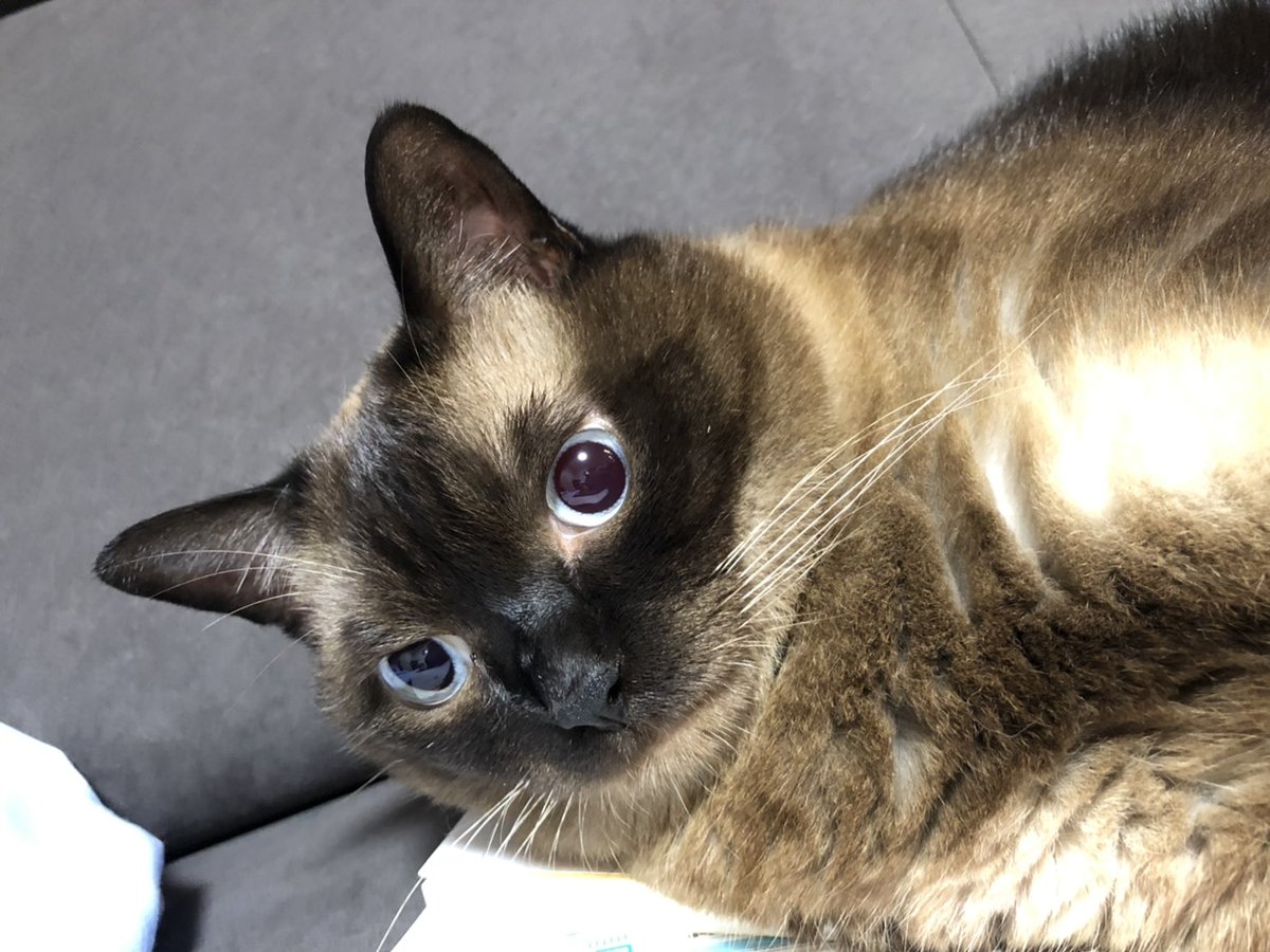 シャム猫の色変わりすぎ選手権 シャム猫 ポインテッド模様さん が成長するに連れて変化していく様子が凄まじい 比べると誰おま Togetter シャム猫の色変わりすぎ選手権 シャム猫 ポインテッド模様さん が成長するに連れて変化していく様子が凄まじい 比べると誰おま Togetter