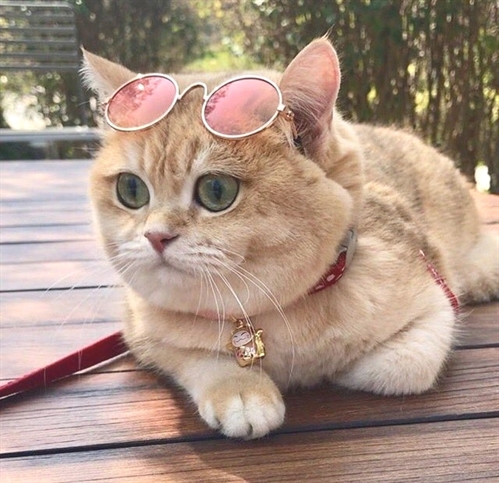 KissesCats's tweet photo. https://t.co/JBreXuBUOz