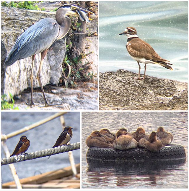 Ontario Place bird notes #34 | Hundreds of Barn and Cliff Swallows, a family of sleeping Canvasbacks, Great Blue Heron’s fishing, Killdeer, Cedar Waxwings, Baltimore Orioles, and many Song Sparrows.